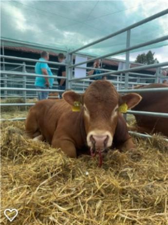 Nőtt a marhahús-termelés a Földön