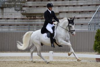 ARANYÉREM-­ZUHATAG LIPICAI LOVAINKKAL