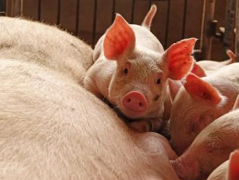 Állattenyésztők, állattartók figyelem! Februárban ismét lehet jelentkezni a krízisbiztosítási rendszerhez