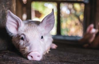 A sertéstartók abban reménykednek, hogy a tavaszi szél elfújja a nehézségeiket