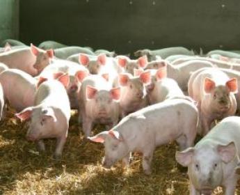 Lassul a sertéspestis Kínában