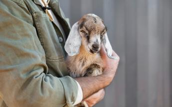 Videóinterjú készült Roxan Fellerrel az állatjólét és az állategészségügy kapcsolatáról