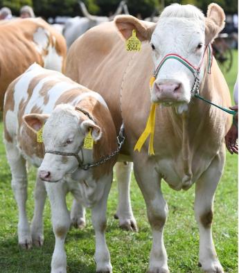 A tavaly nyári adatokhoz képest csökkent a sertés és a juhlétszám, a szarvasmarhák száma stagnál - fókuszban a megyék