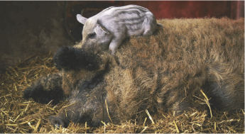 Módosult az őshonos ex situ támogatás pályázati felhívása