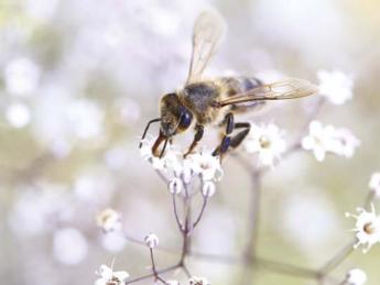 Magyarországi méhészetek állapota 2023 elején