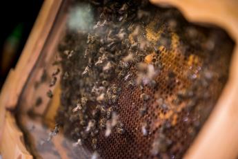 2020-tól 25 százalékkal több támogatást kapnak a méhészek