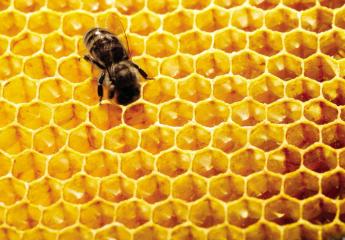 A mézjelölési szabályok szigorítását kérik