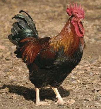 A bajok ellenére nőtt a kereslet az őshonos tyúkokra