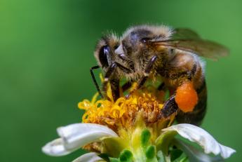 Karácsony előtt érkeznek a méh állatjóléti támogatás kifizetései