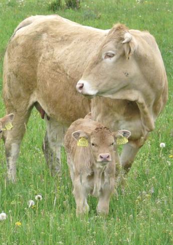 Tisztújítás a szarvasmarhatenyésztőknél - szorosabb összefogásra van szükség
