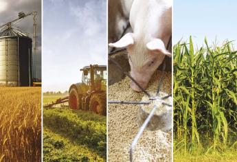 Kínálati piac és nyomott árak várhatók a gabonapiacokon