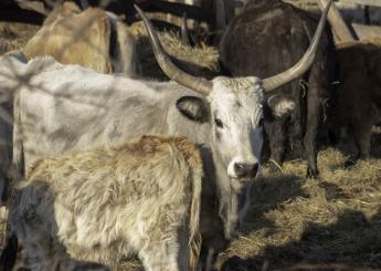 Miért különleges a magyar szürke marha felvásárlása?