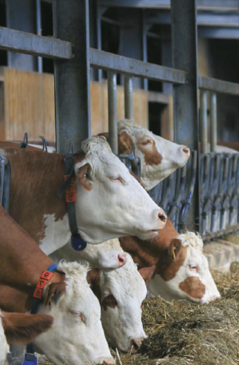 Az intenzív állattenyésztés is lehet klíma- és állatbarát