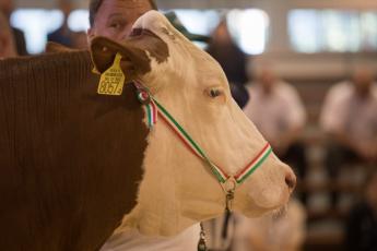 Lezárult a Magyartarka Genom Projekt első szakasza