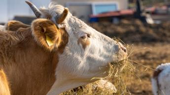 Magyar Jelen - Fertőzés a szarvasmarha telepen: a megelőző korlátozások betartása az egész ágazat érdeke