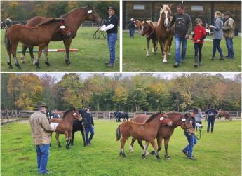 Muraközi: A sokoldalú családi ló