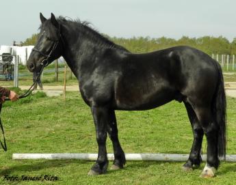MEGJELENT AZ „ÁLLATI GENETIKAI ERŐFORRÁSOK EX SITU ÉS IN VITRO MEGŐRZÉSÉNEK, ÉS SZAKMAI TÁMOGATÓ TEVÉKENYSÉG MEGVALÓSÍTÁSÁNAK TÁMOGATÁSA” CÍMŰ (KAP- RD24-RD26-1-24 KÓDSZÁMÚ) PÁLYÁZATI FELHÍVÁS