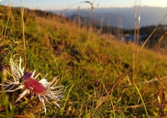 Megkezdődik a Natura 2000 gyepekhez kapcsolódó támogatás kifizetése