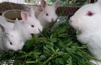 Nehéz helyzetbe kerültek a nyúltartók