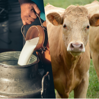 NAK TÁJÉKOZTATÓ A 2023-AS ÉVRŐL: Húsmarha és tejágazat