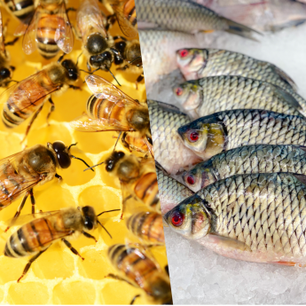 NAK TÁJÉKOZTATÓ A 2023-AS ÉVRŐL: Halászati és akvakultúra ágazat, méhészeti ágazat