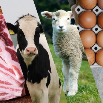 NAK Tájékoztató a 2023-as évről: Állattenyésztési ágazati értékelő és új tematikus aloldal