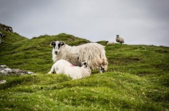 Új-Zéland juhtenyésztése stabilan fejlődik