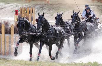 Nóniusz négyes fogat a világbajnokságon