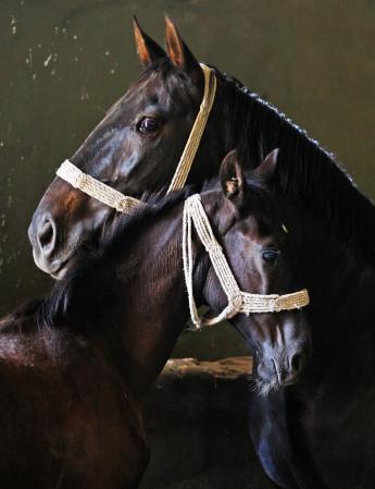 Online lóazonosítási képzés indult