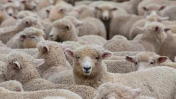 Tájékoztató a szarvasmarha-, juh- és kecsketartók egyes feladatairól a 2023. évi egységes támogatási kérelem beadásához kapcsolódóan