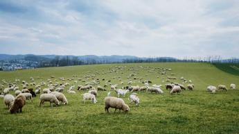 FAO kiadvány jelent meg „A talaj széntartalmának átfogó értékelése gyepterületeken” címmel