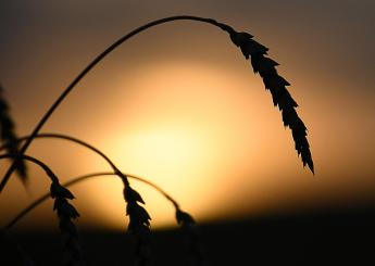 Orosz gabonaexport: az EU zár, Kína nyit?