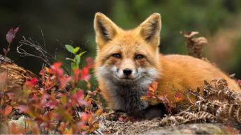 Ebzárlat az őszi rókavakcinázás időszakában