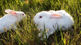 július 1-től igényelhető a tenyésznyúl tenyésztésbe állításának de minimis támogatása