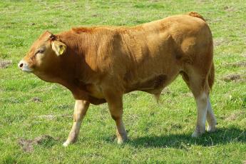 Tejhasznú tehén és hízottbika tartás támogatás - Késve történő ENAR események bejelentése