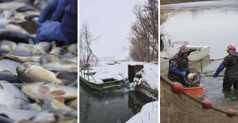 Piacvesztés, aszály és a ponty utóvédharca