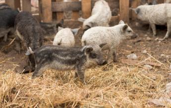 BÓNA SZABOLCS: „Az állategészségügyi státusz fenntartása van a fókuszban”