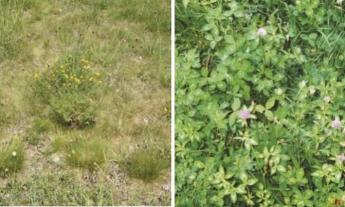 Pillangósok a gyepben