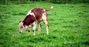 Pályázatot hirdet az Agrárminisztérium az állategészségügyi és járványügyi infrastruktúra fejlesztésére