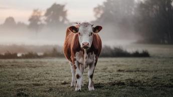 Tartsuk be az állategészségügyi szabályokat és járványvédelmi előírásokat!