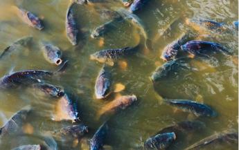A pontyoké volt a főszerep a nemzetközi konferencián