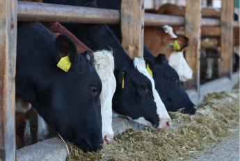 MENNYIRE LESZ OLCSÓ A TAKARMÁNY IDÉN?