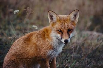 Naptárakat elő! – Rókavakcinázás 2025-ben