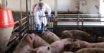 Recseg ropog a német sertéságazat