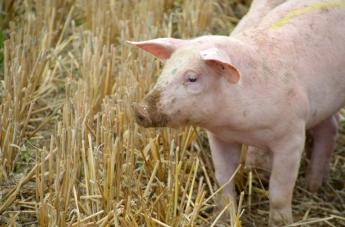 Ragadós száj- és körömfájás tünetei sertésekben - FSE kiadvány