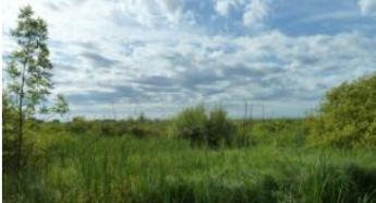 Savanyúfüvek (1. rész) - Bevezetés és takarmányozási tulajdonságok