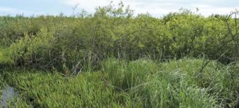 SAVANYÚFÜVEK (2. rész) - Élőhelyek, fajok és azok tulajdonságai, visszaszorításuk