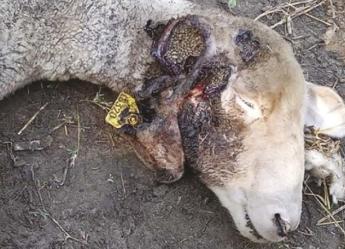 LÉGYLÁRVAFERTŐZÉSEK juhállományokban