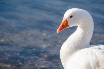 Két megyében ismét felütötte fejét a madárinfluenza