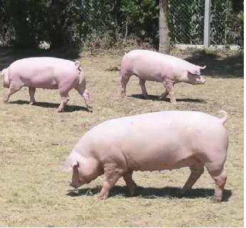 FEKETE ÉVET ZÁRNAK A SERTÉSTARTÓK
